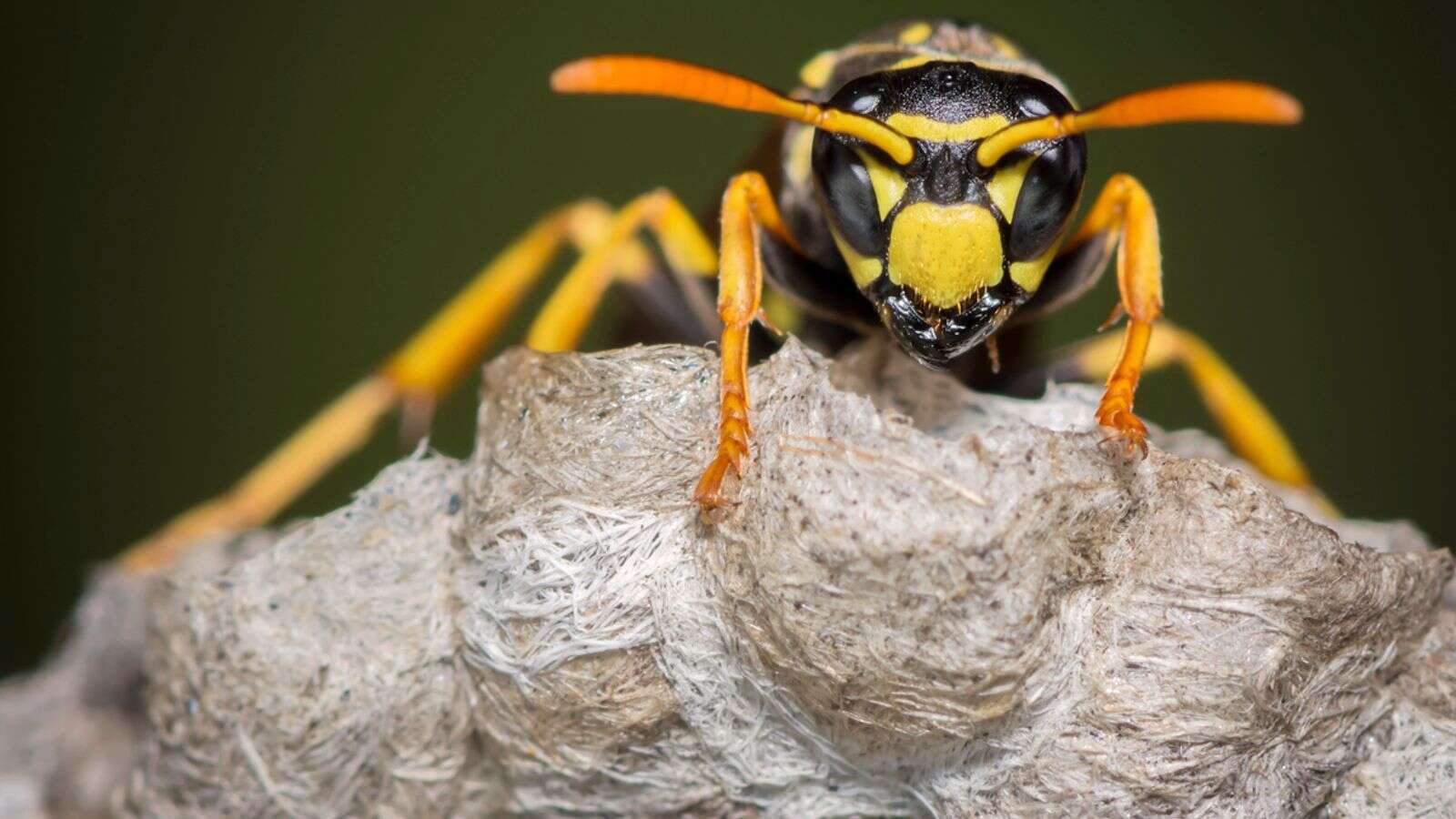 Warning about wasps swarming after floods caused by deadliest US hurricane in years