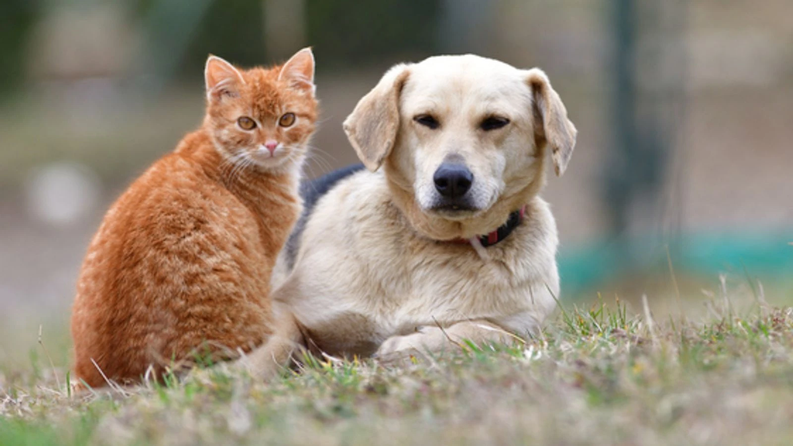 Pets 'have been there for people' in past year