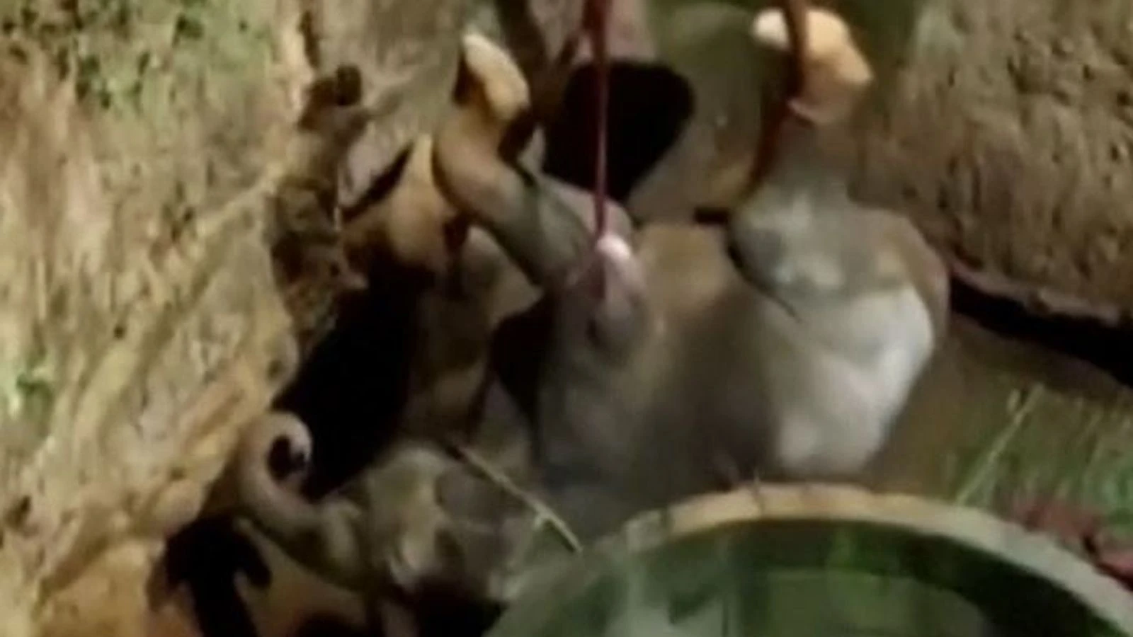 Elephant hoisted successfully from well