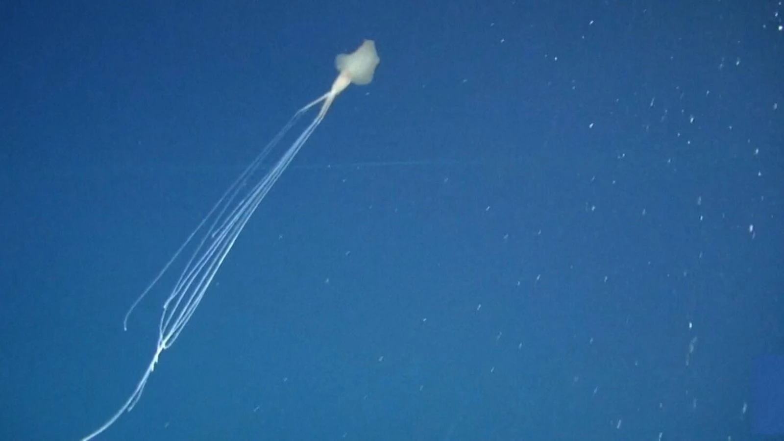 Rare bigfin squid spotted in Oz