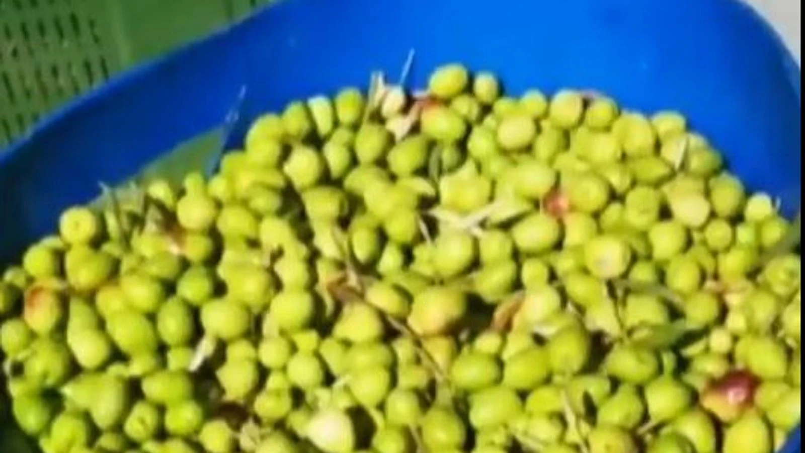 Massive haul of stolen olives seized in Spain