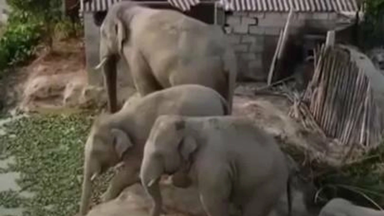 Why have these elephants gone viral?