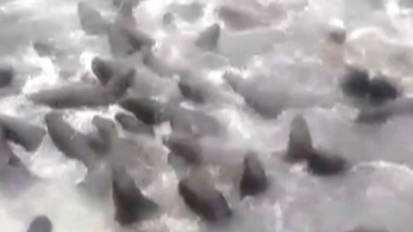 Sea lions 'stampede' trawler to evade orcas