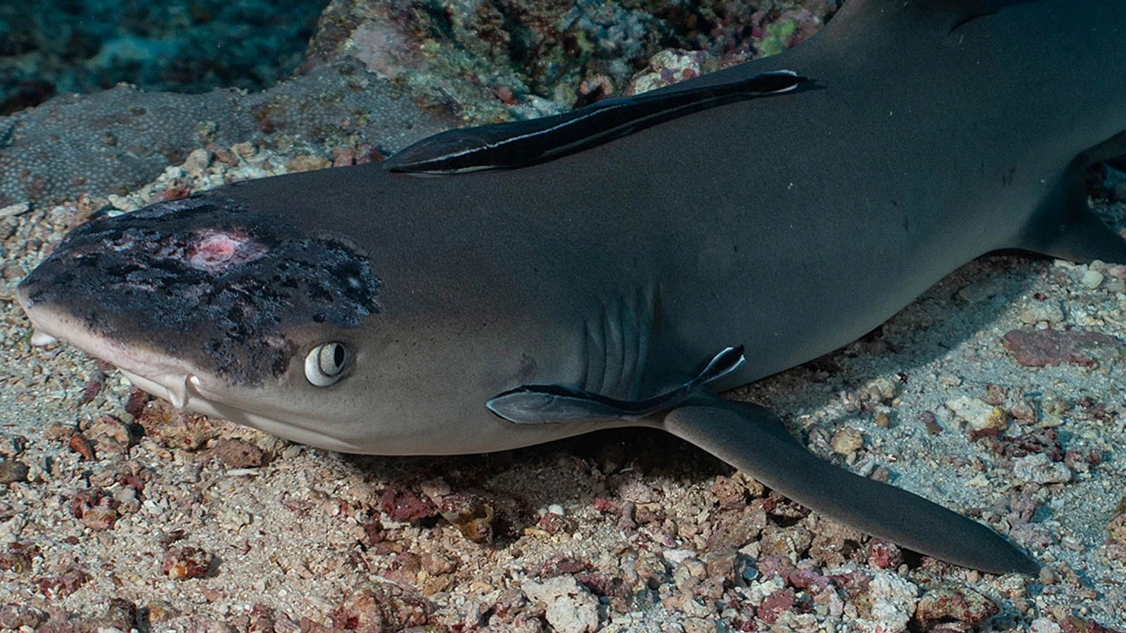 Skin disease affecting whitetip reef sharks could be caused by rising sea temperatures