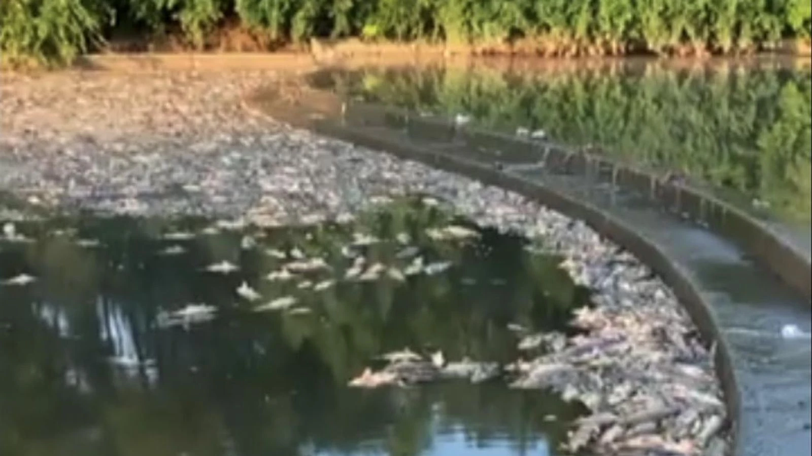 50,000 fish found dead in stream