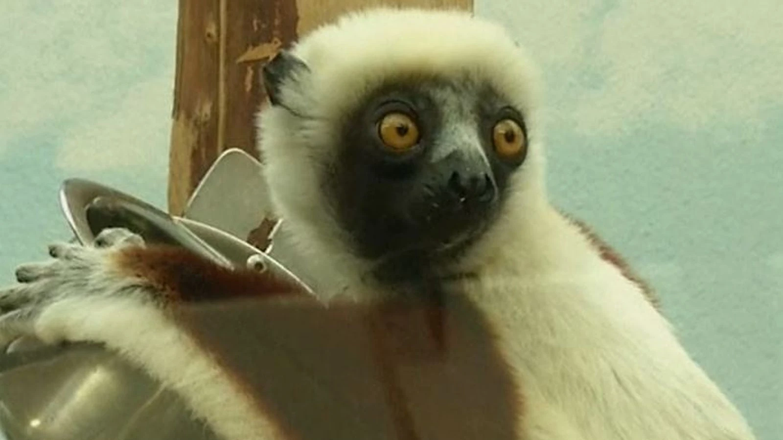 Endangered lemurs appear in Germany zoo