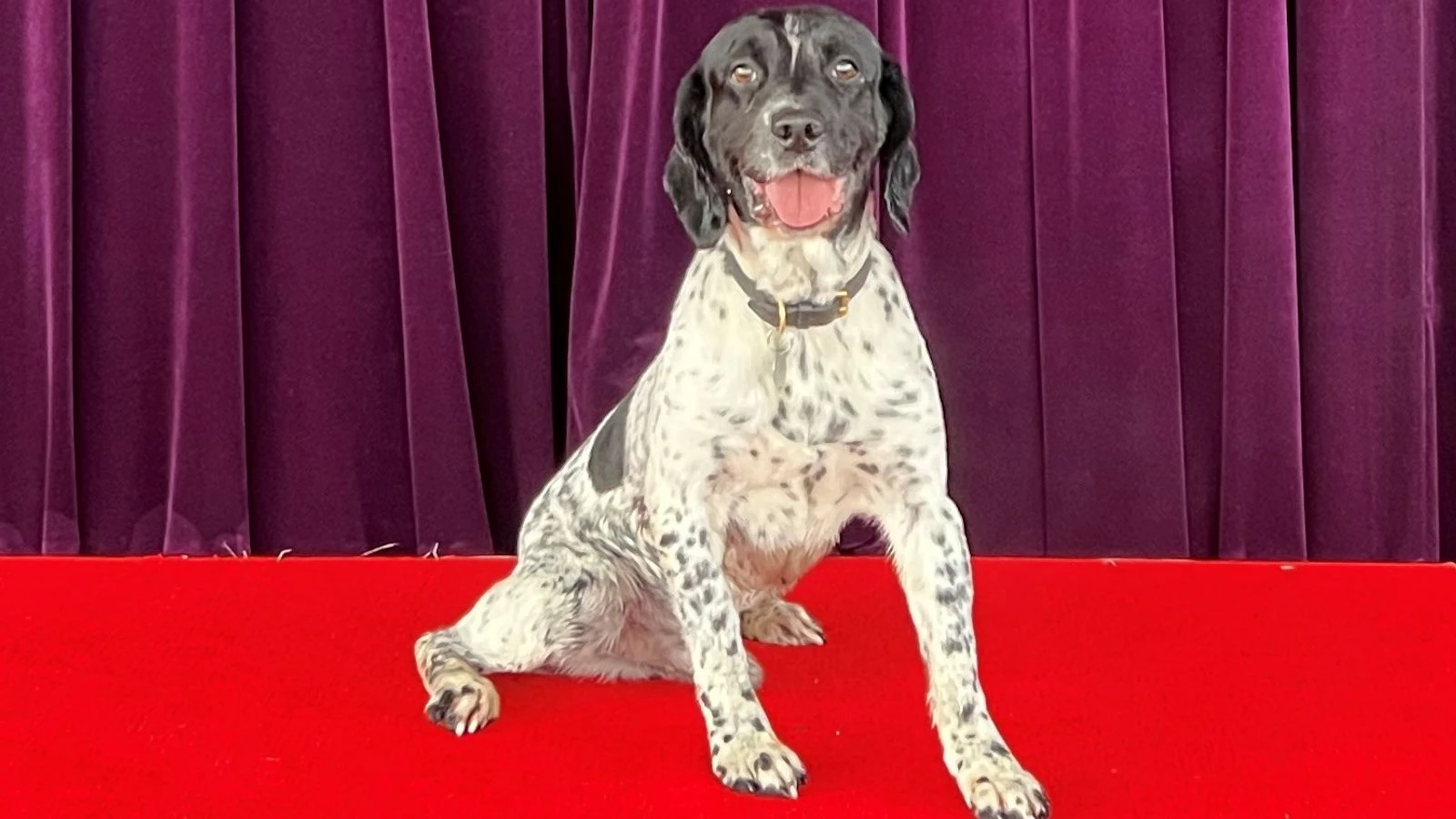 Police dog praised for finding hidden cash that helped convict killers