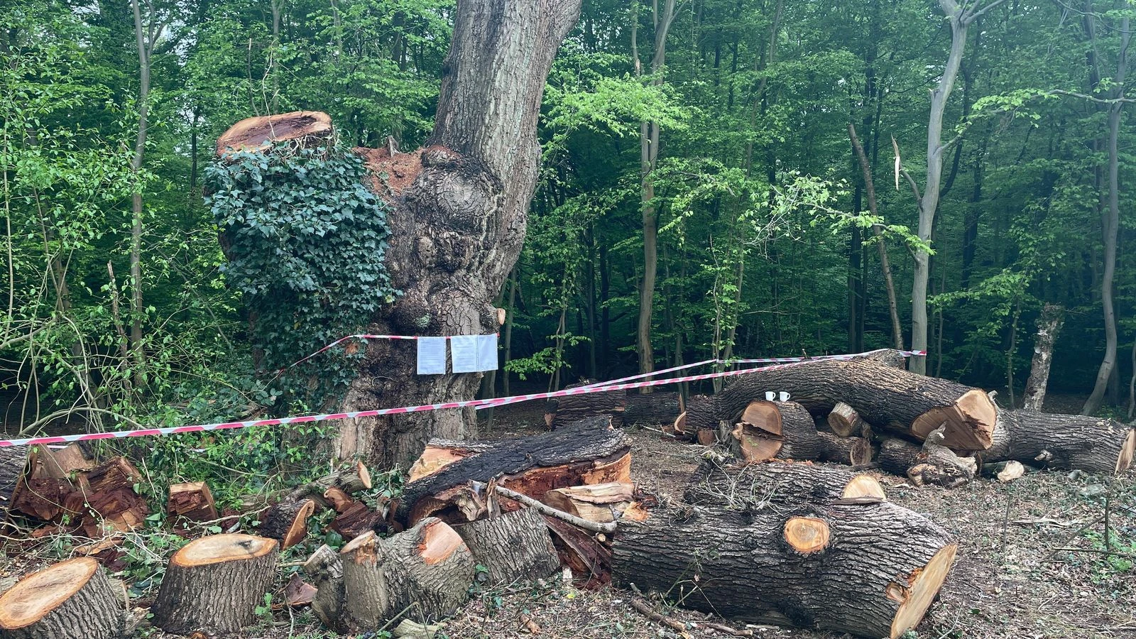 'Outraged' council leader seeking legal advice over Toby Carvery tree felling