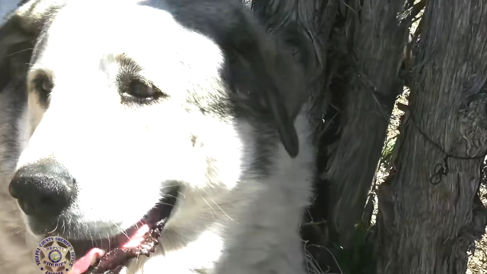 Missing boy, 2, walked miles through wilderness alone before led to safety by dog