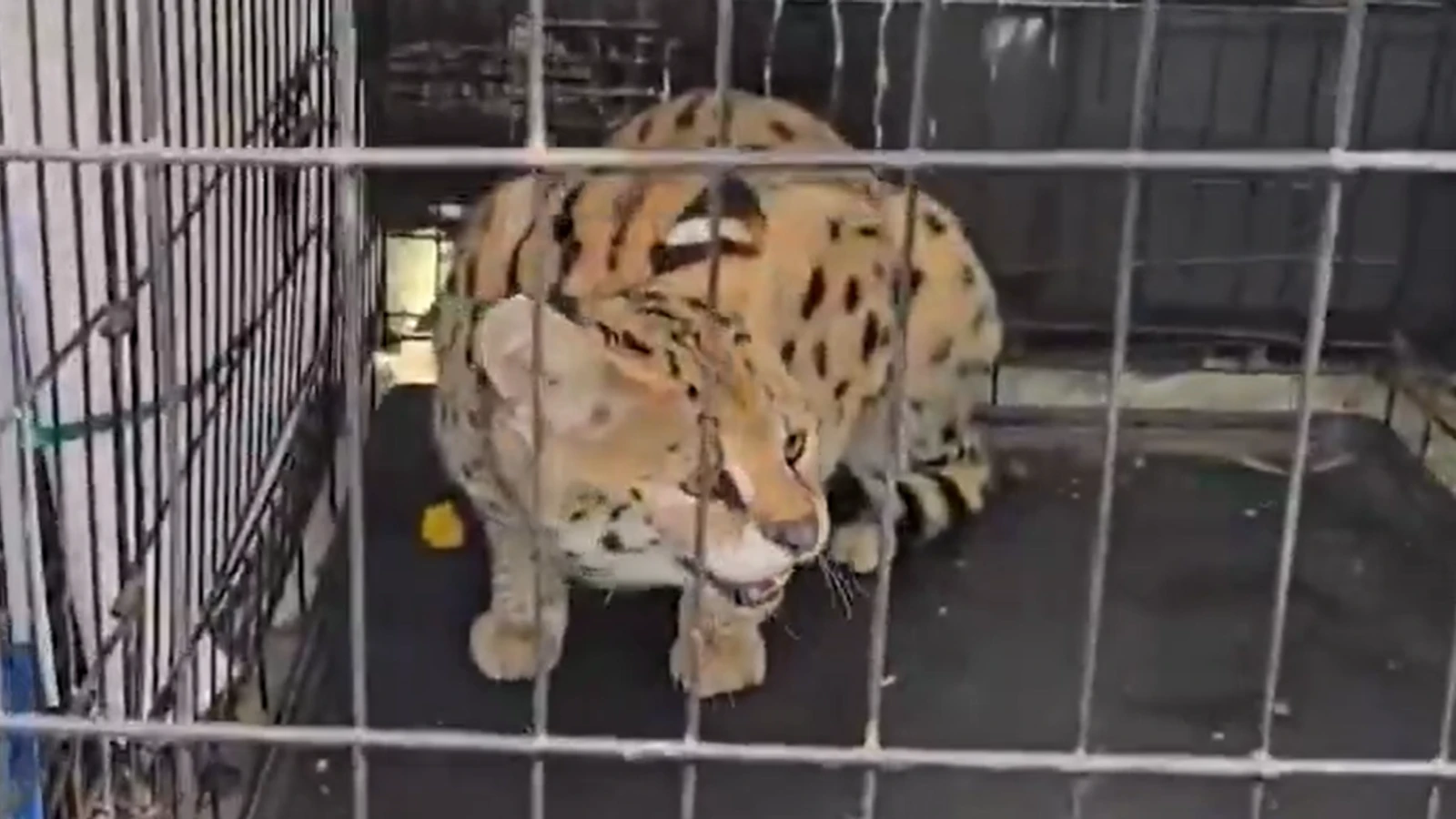 Police pounce on 'exotic cat smuggling ring'