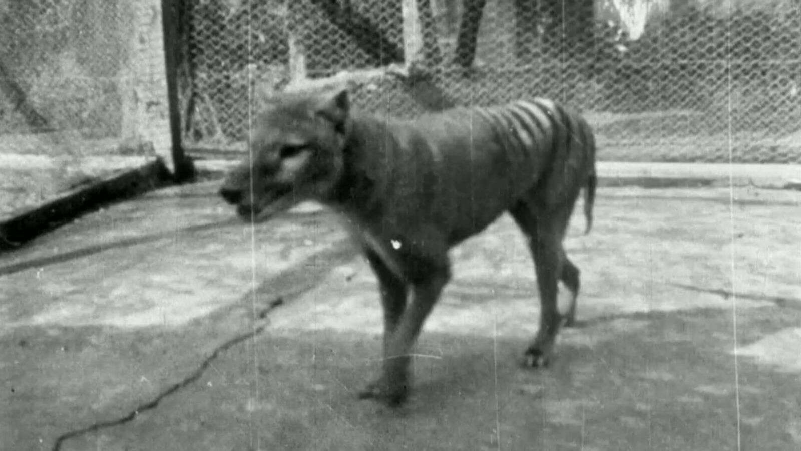 Scientists closer to bringing back Tasmanian tiger from extinction