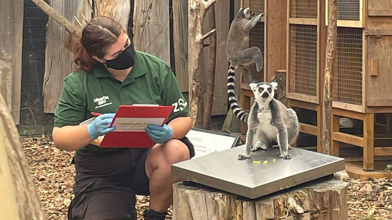 Watch as London Zoo weighs every creature in its care
