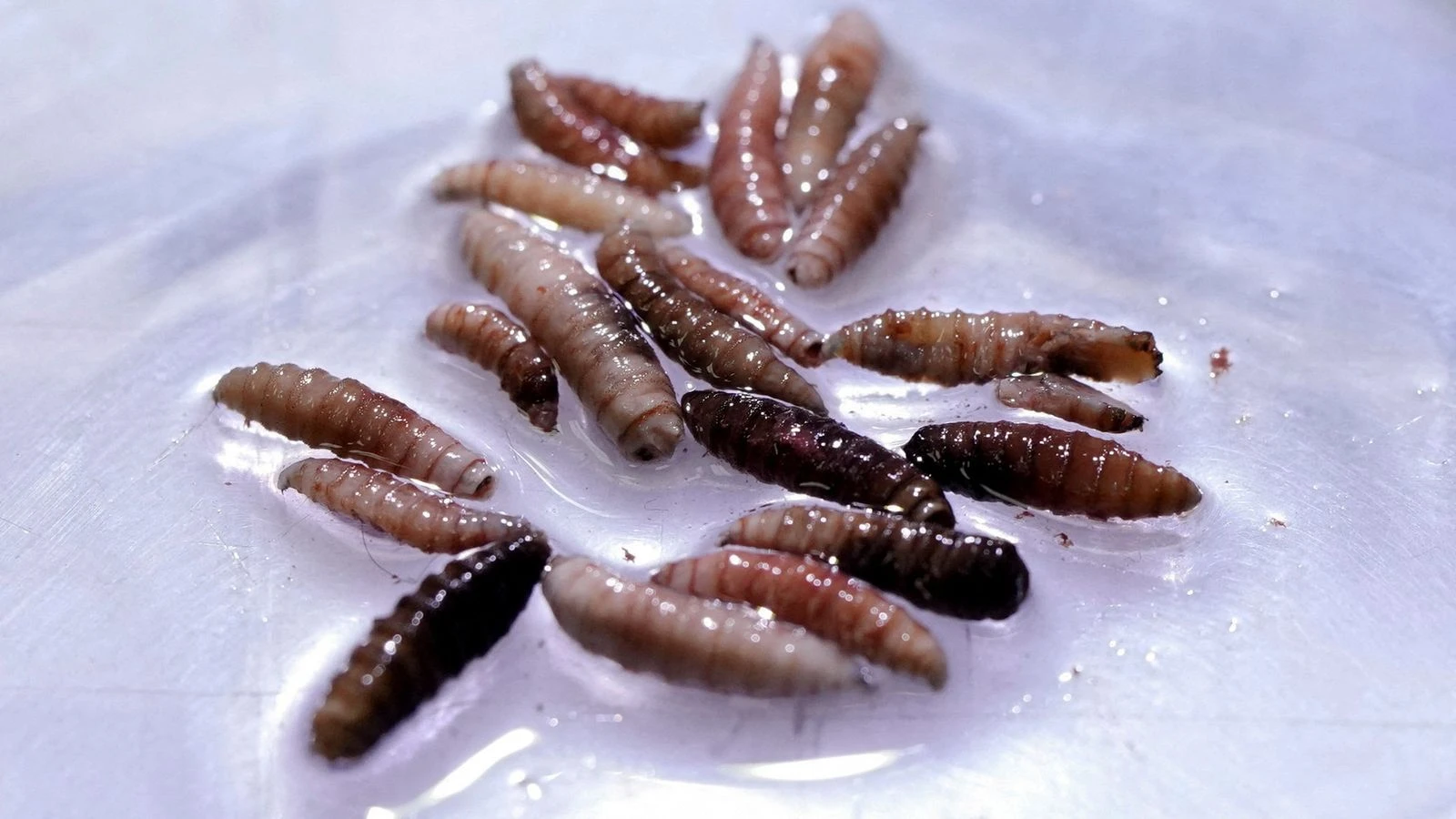 Flesh-eating screwworm parasite detected in person in US for first time