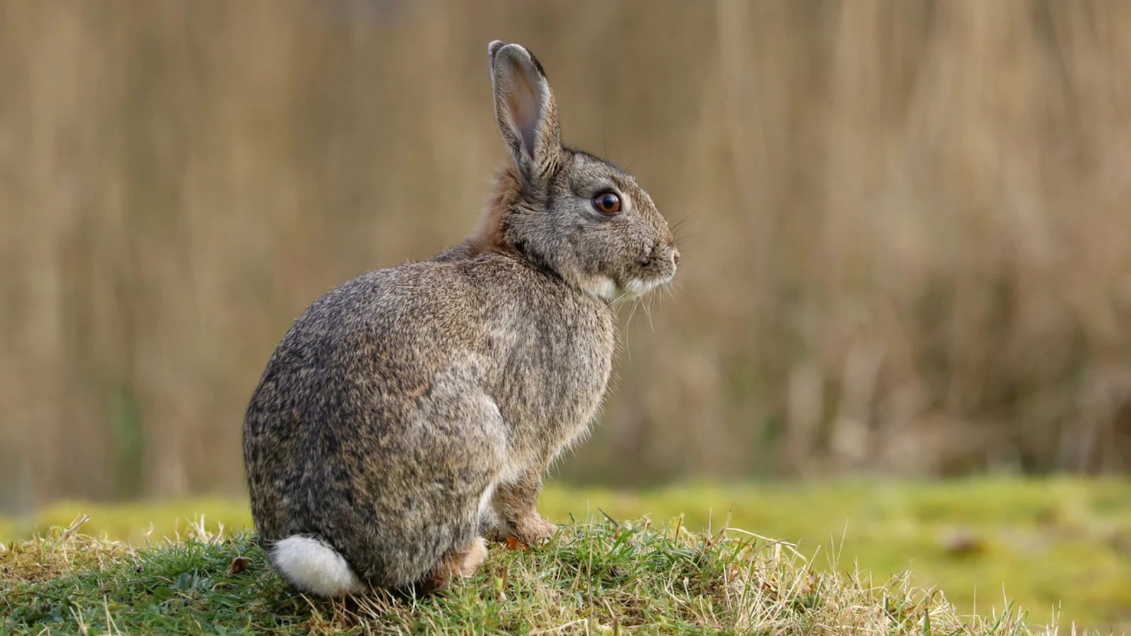 Pictures of 'zombie-rabbits' with twisting black horns go viral - so are they real?