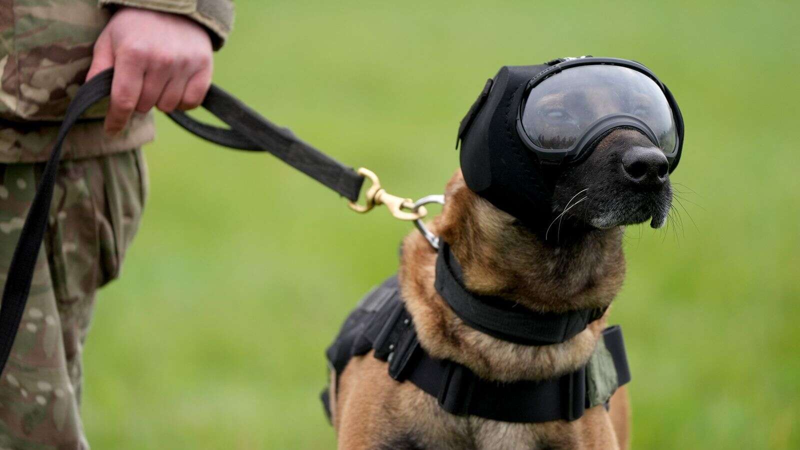 Dogs pictured wearing googles, ear defenders and cool vests - here's why