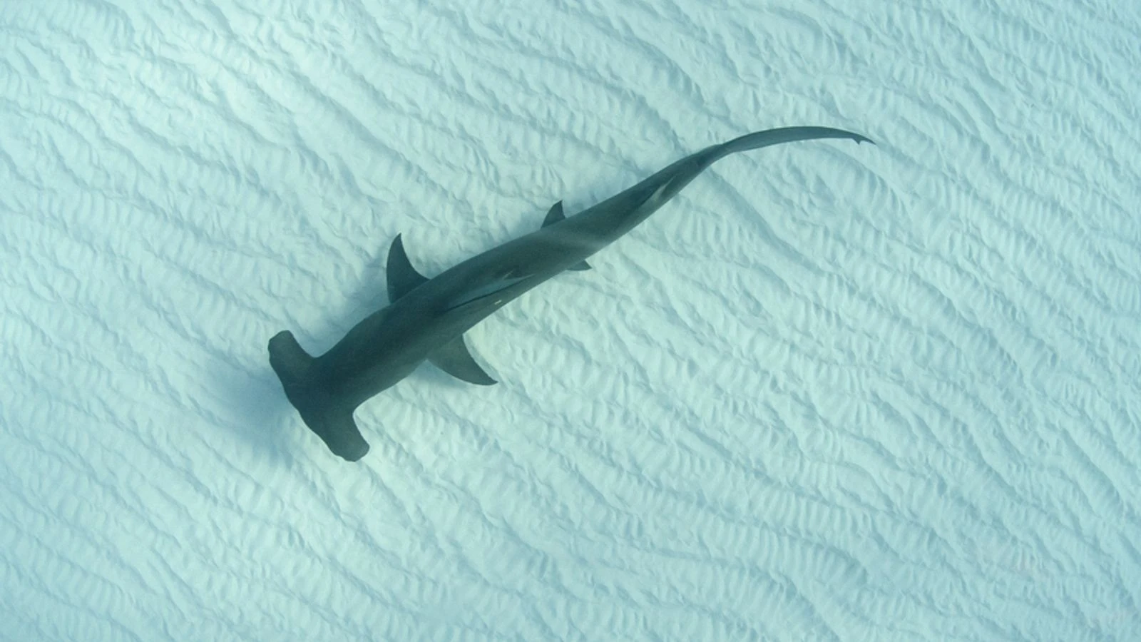 Woman forced to undergo amputation among three hurt in shark attacks