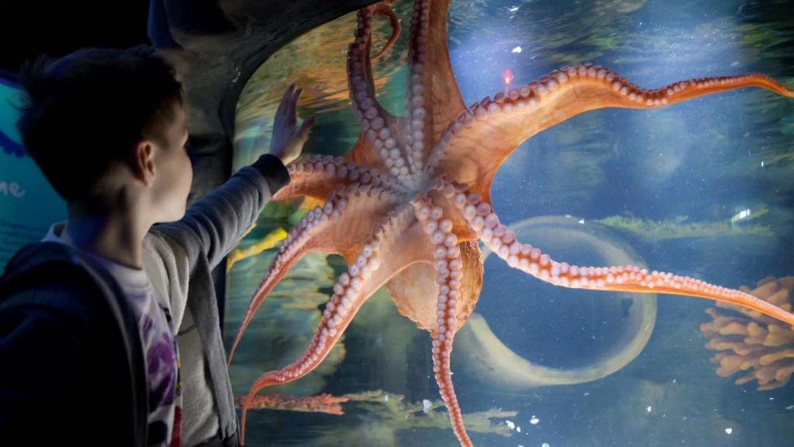 Bonhams-owner Epiris eyes plunge into Merlin aquariums
