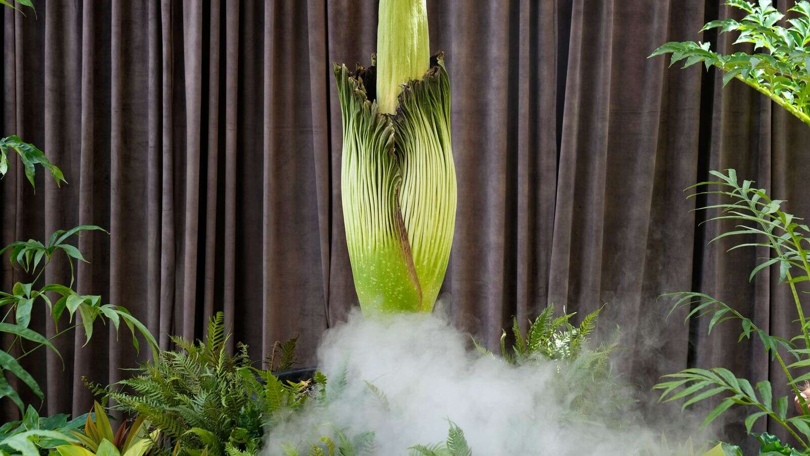 Rare flower with 'rotting flesh smell' blooms in Australia