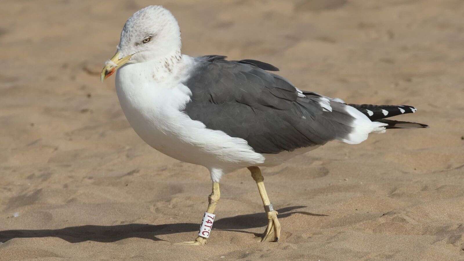 Seagull rescued from Scottish bin found sunning it up on Moroccan beach