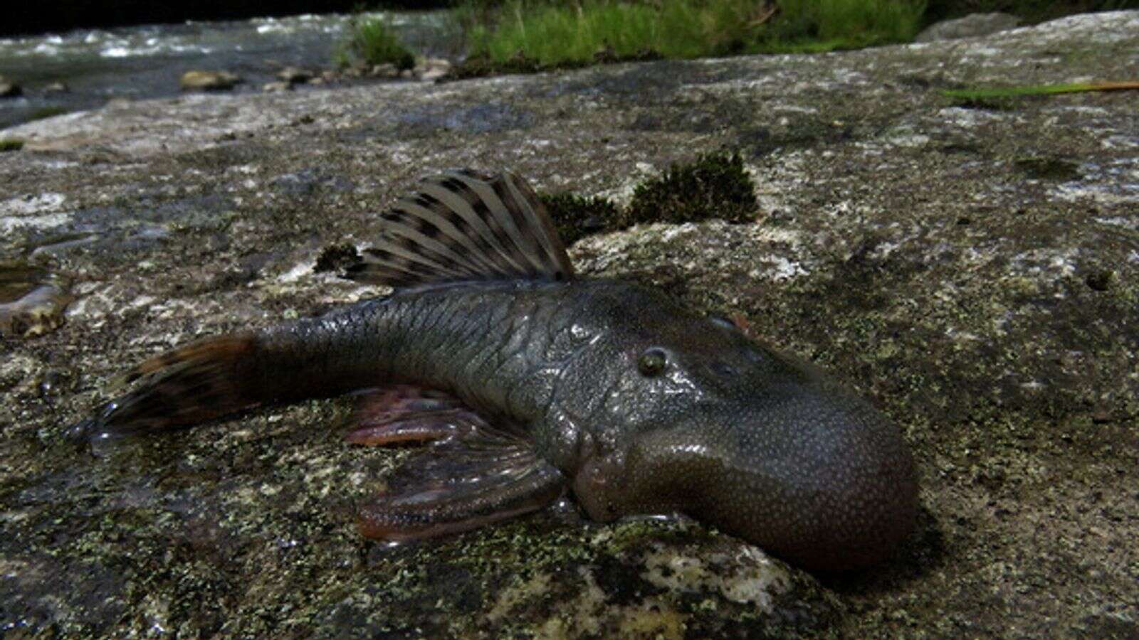 'Blob-headed' fish and semi-aquatic mouse among 27 newly discovered species