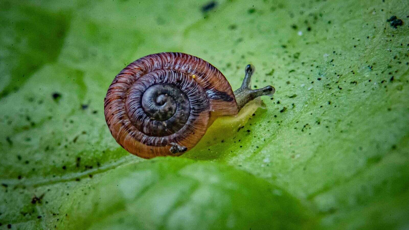 These pea-sized snails were considered extinct for 100 years - now they're being released into the wild