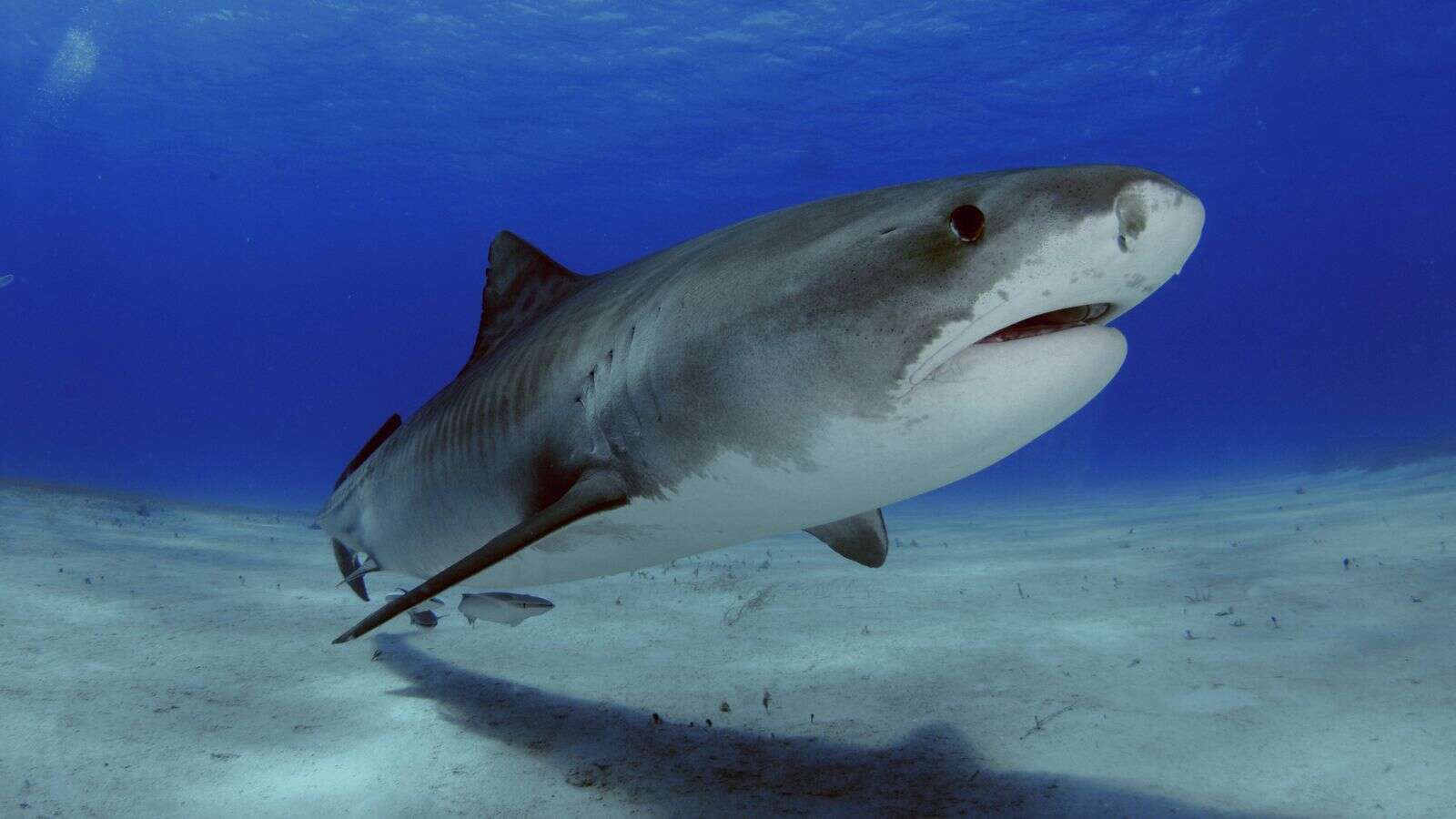 Boy 'decapitated' by shark in Jamaica