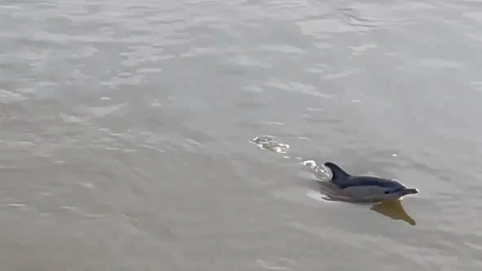 Two dolphins found dead on River Thames
