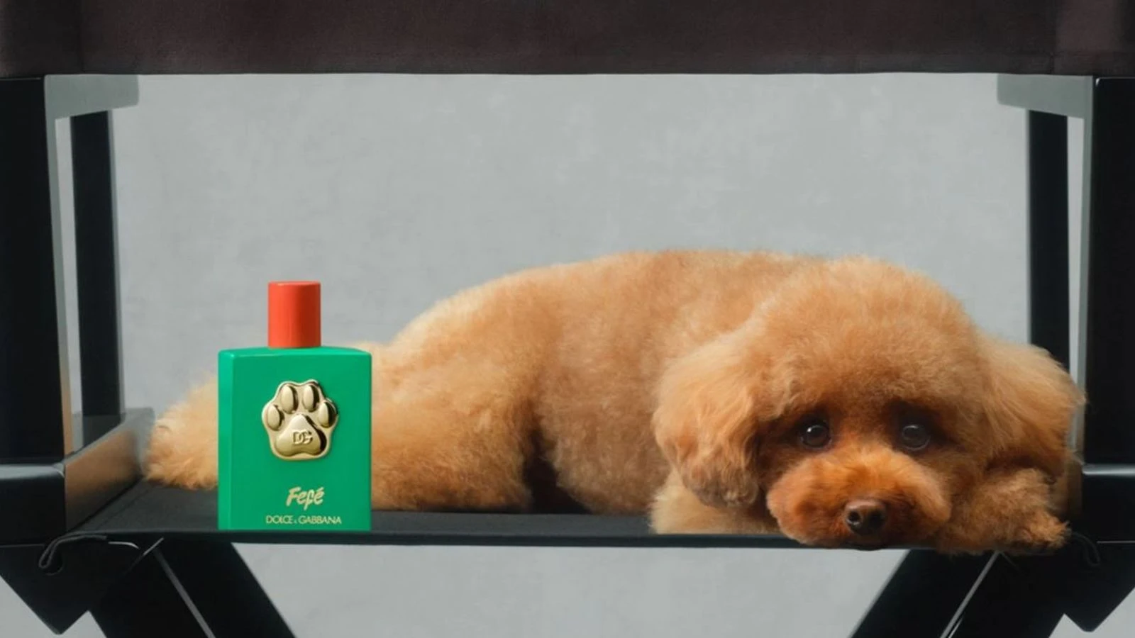 Dolce & Gabbana launches dog perfume named after founder's pet