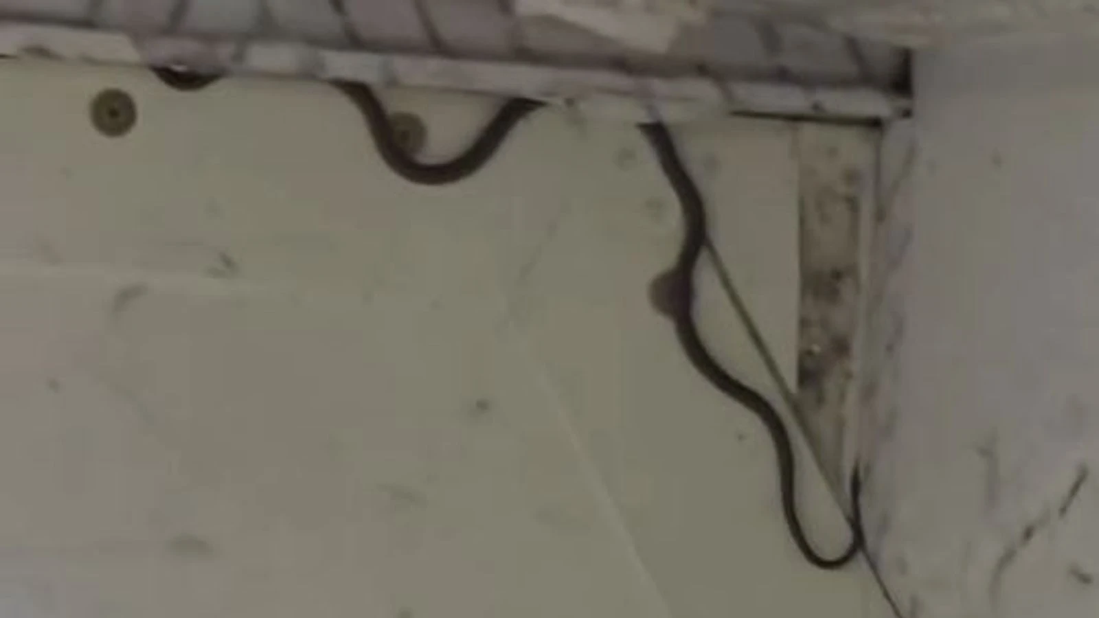 Snake on a plane! Flight delayed for two hours as catcher comes to the rescue
