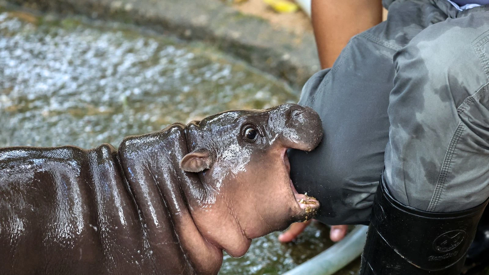 Zoo holds birthday party for celebrity hippo Moo Deng