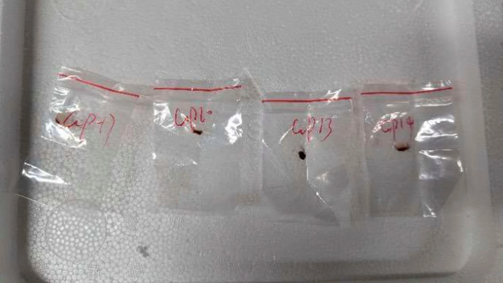 Chinese nationals accused of smuggling 'agroterrorism' fugus into US, FBI says