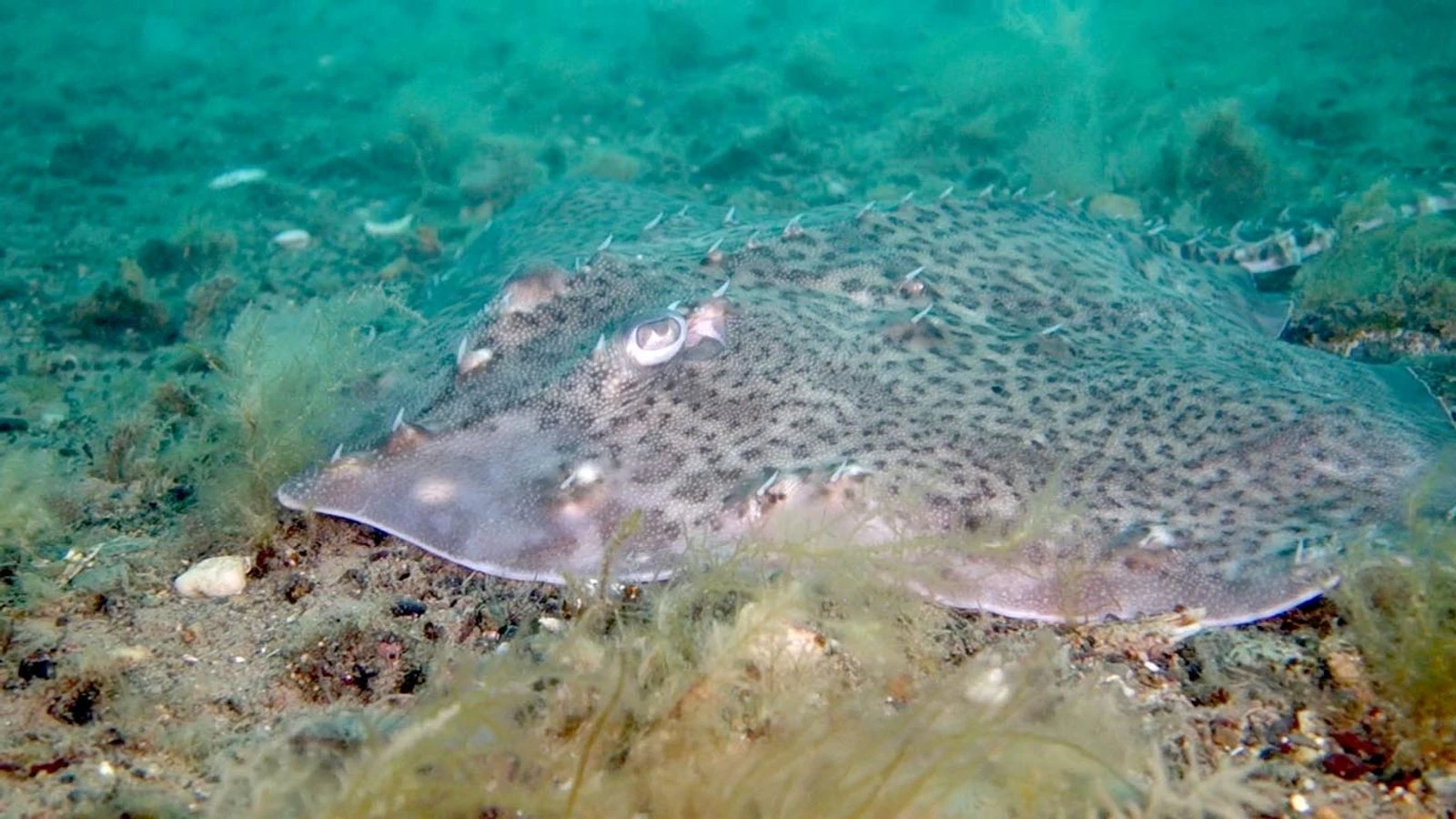Endangered rays, sharks and native oysters 'could thrive' despite climate change, report claims