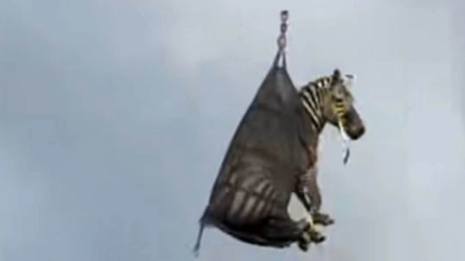 Ed the escaped zebra recaptured, officials say