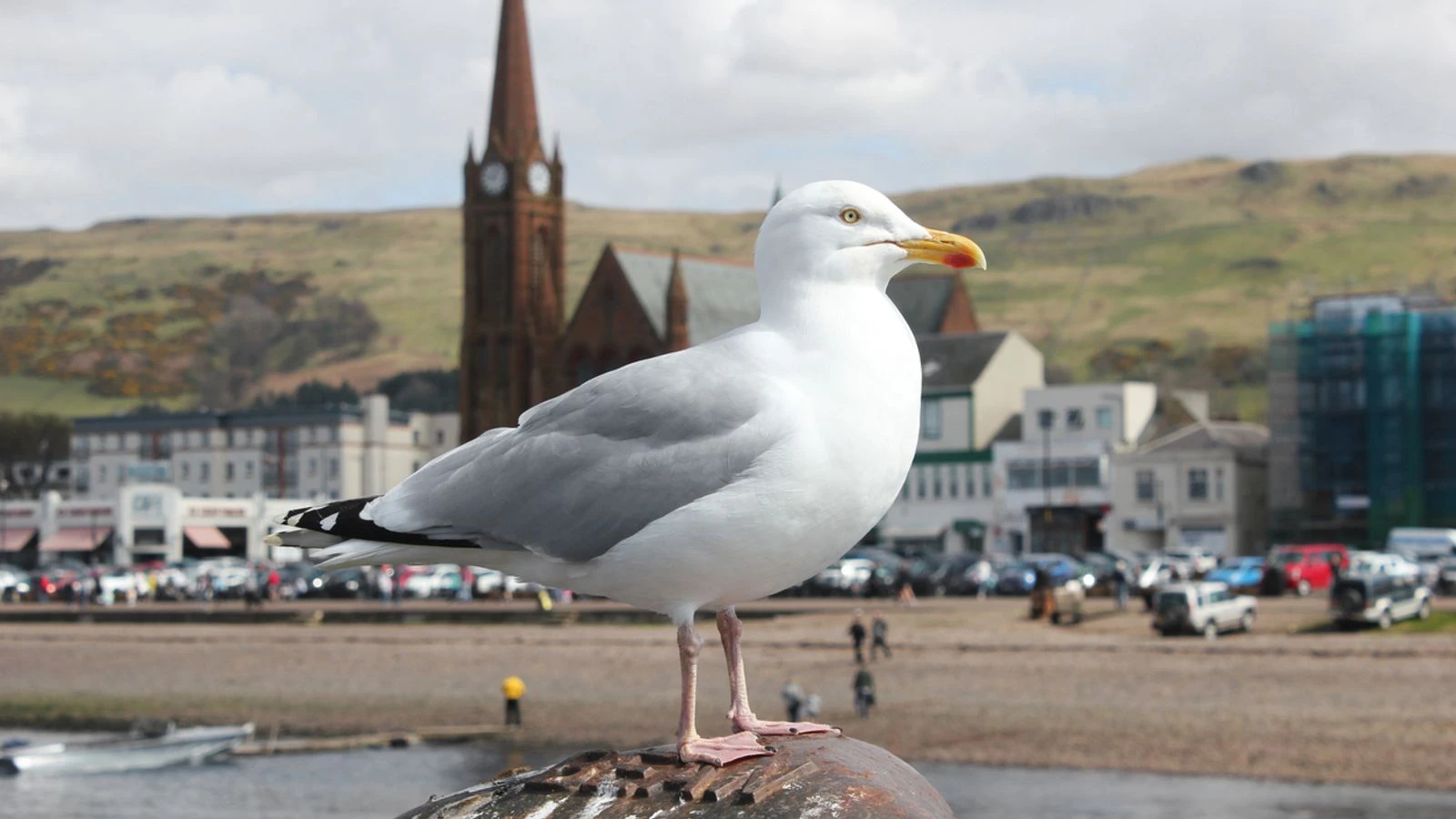 Calls for Scotland-wide seagull summit amid warnings someone could be killed