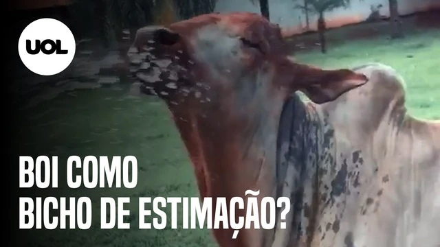 Pecuarista de SP cria boi como bicho de estimação em casa