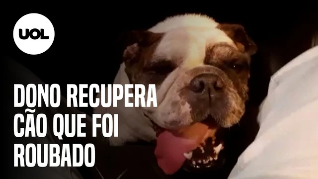 Dono recupera buldogue menos de 24 horas após animal ser levado em assalto