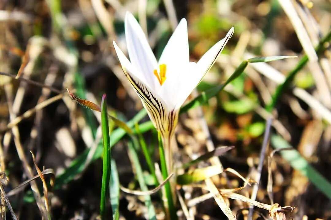 В Україні розквітли первоцвіти: яскраві весняні фото