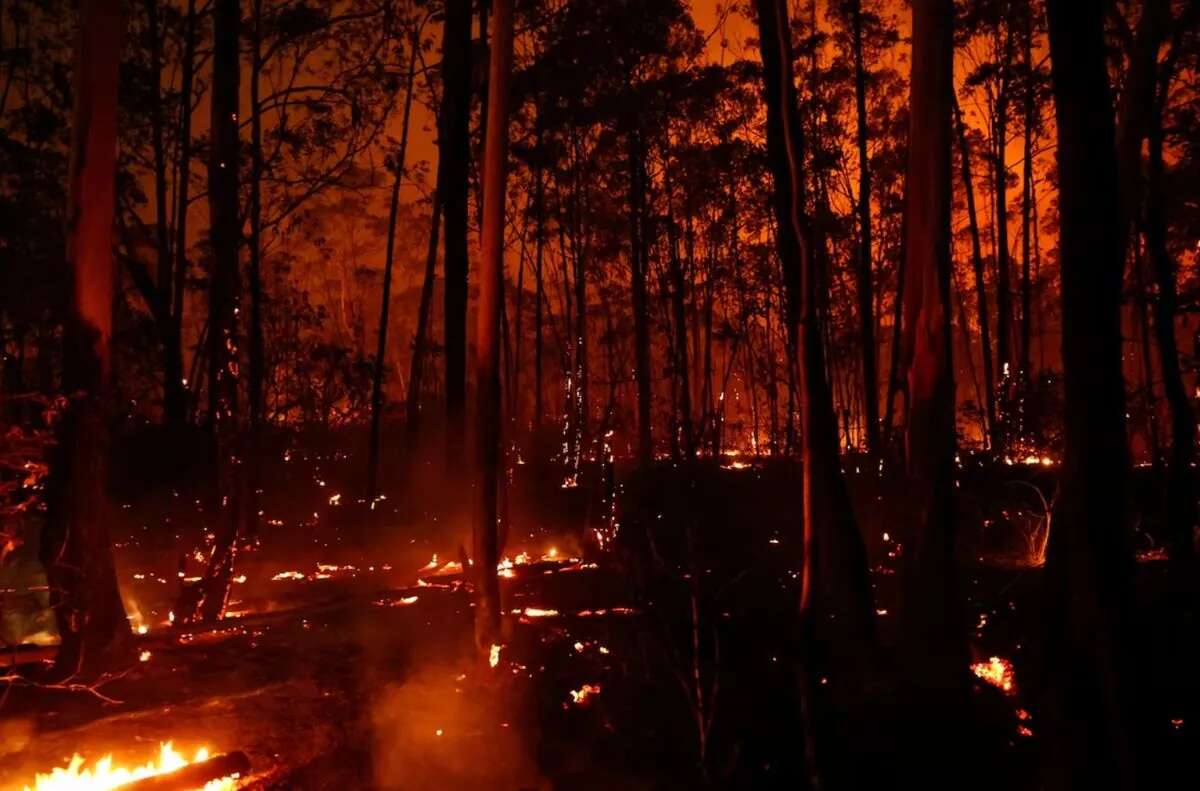 Пожежа знищила 20% лісу в Бразилії, підозрюють підпал