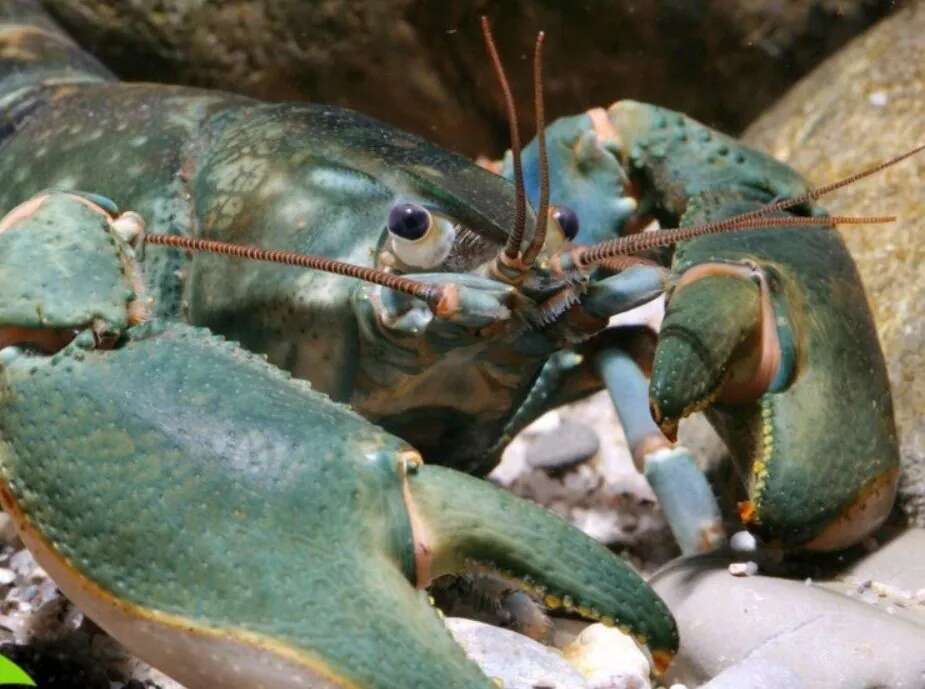 Відкриття Cherax pulverulentus: популярна акваріумна тварина виявилася невідомим науці видом раків