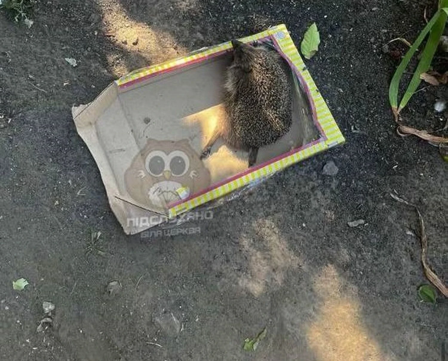 Молодики під Києвом знущалися з їжака, поліція з’ясовує обставини