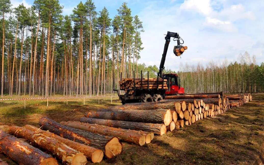 Лісові тіні: як скандали та корупція знищують ДП 