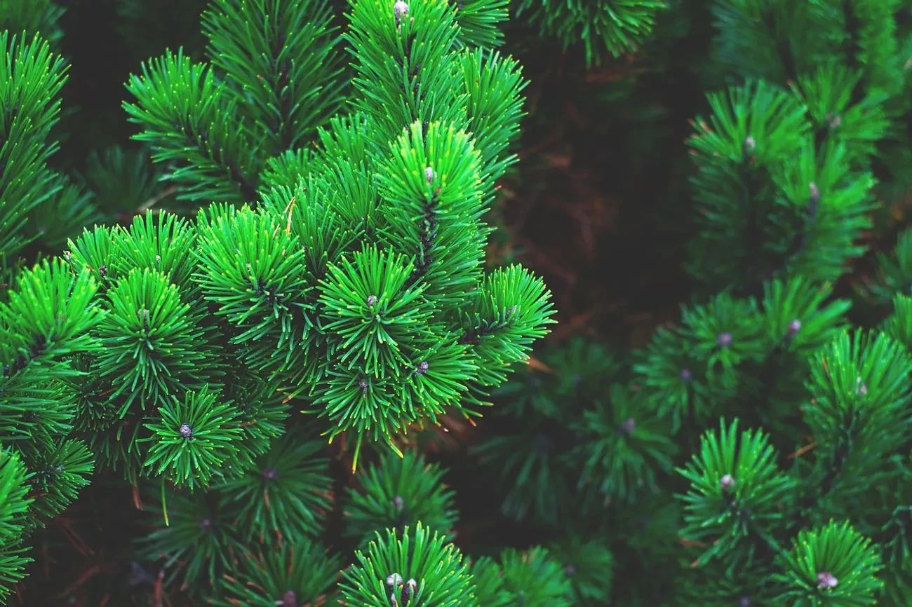 Потепління клімату не збільшить викиди CO₂ деревами - дослідження