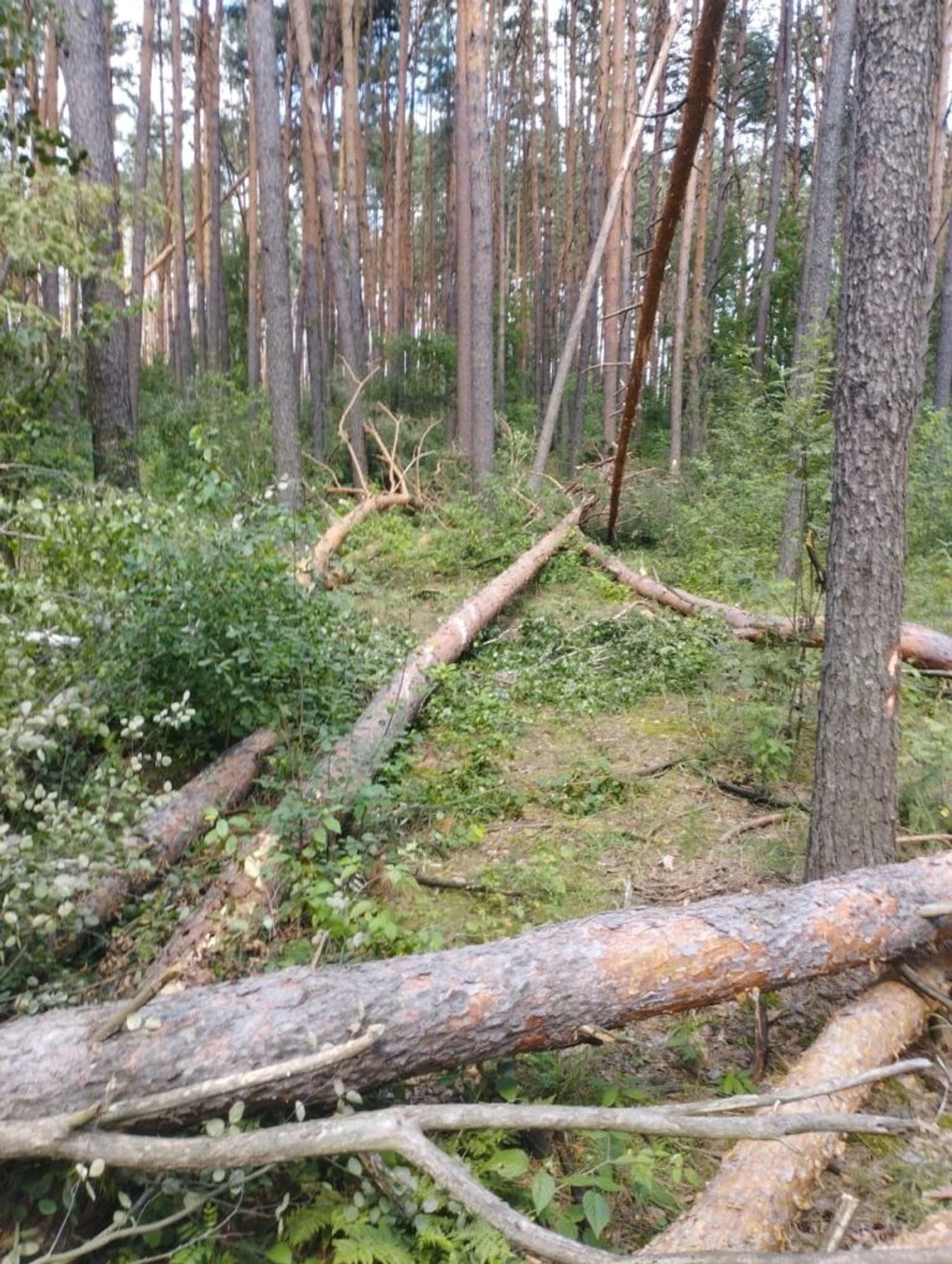 Буревії на Чернігівщині зруйнували сотні гектарів лісу: лісівники рахують збитки