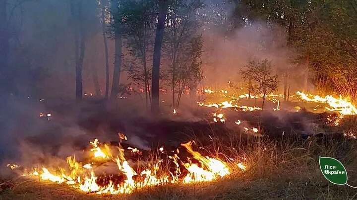 За тиждень внаслідок пожеж в Україні знищено 341 гектар лісу: найгірша ситуація на Кіровоградщині