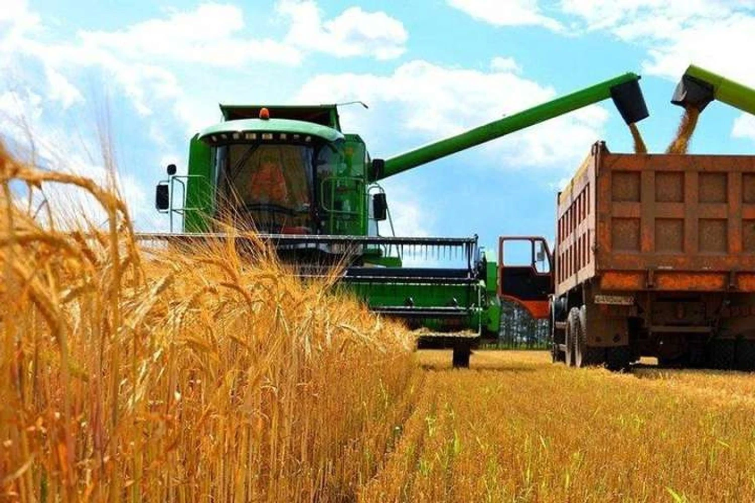 Сумщина зібрала понад мільйон тонн зерна нового врожаю - ОВА