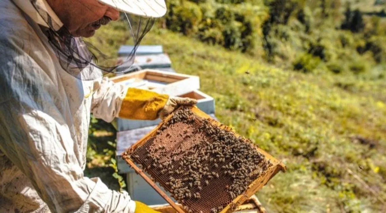 Частка фальсифікату ЗЗР висока та стабільна — на рівні 20-25%