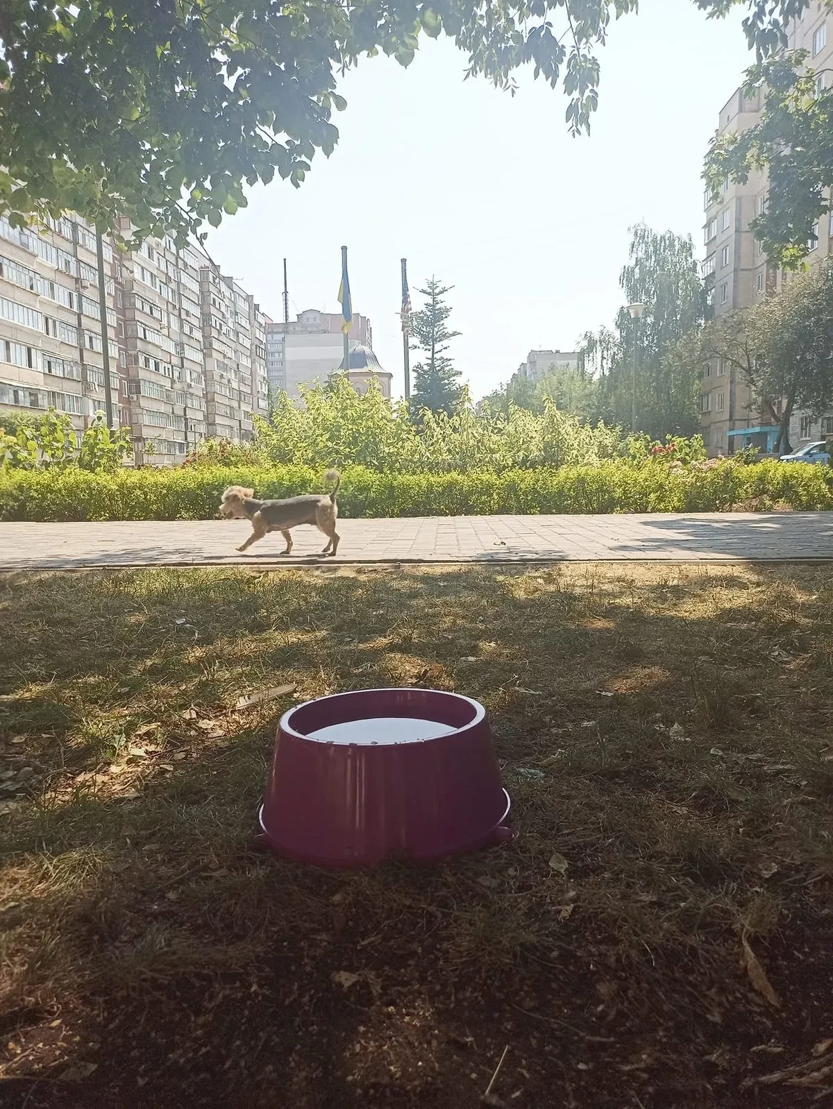 Рятують від спеки: у парках та скверах Броварів розмістили поїлки з водою для тварин