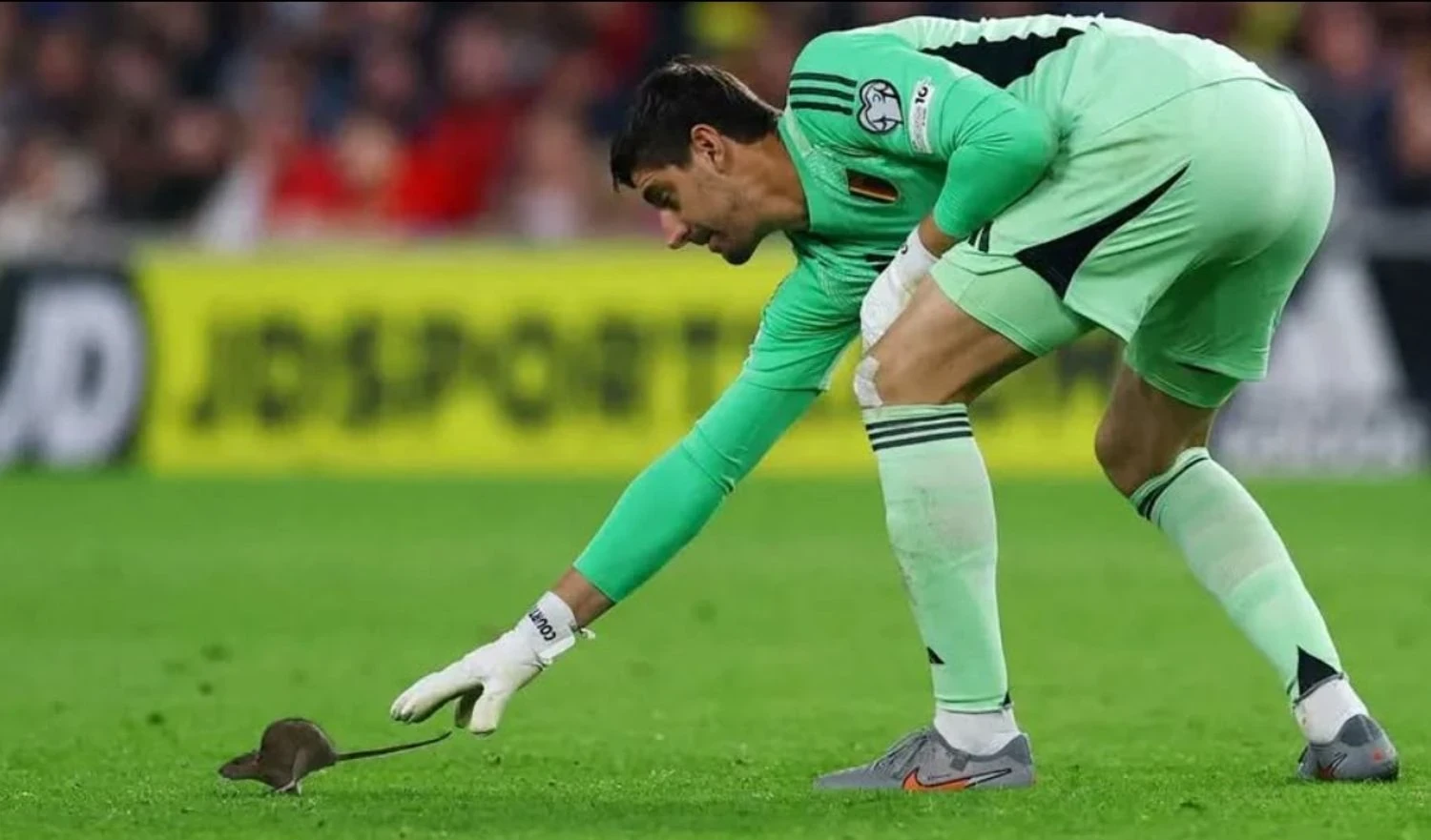 Щур зупинив матч Уельс-Бельгія: Куртуа та Де Брюйне були в епіцентрі сюрреалістичного дійства