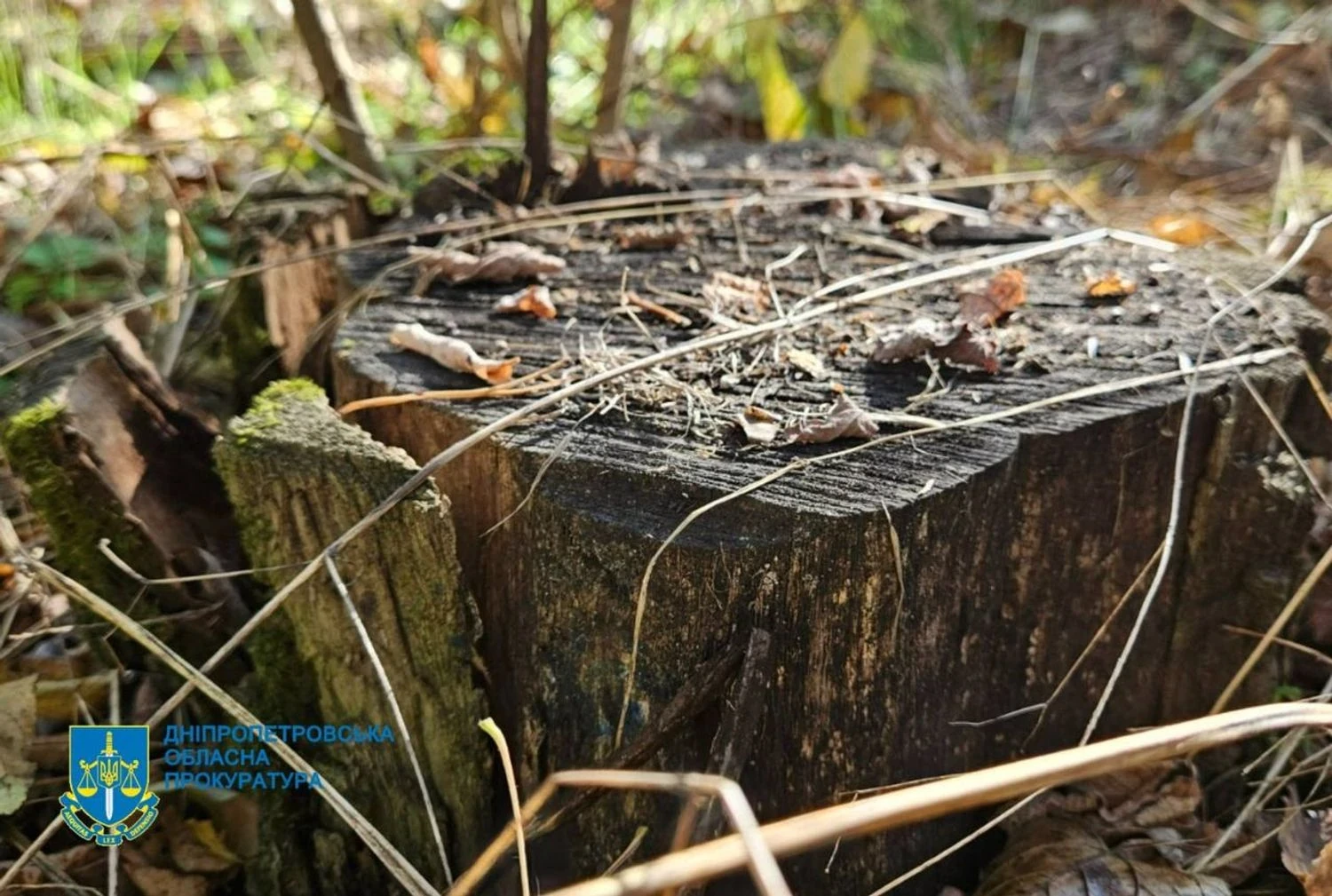 На Дніпропетровщині викрили незаконну вирубку лісів на 34 млн грн: директору лісгоспу повідомили про підозру