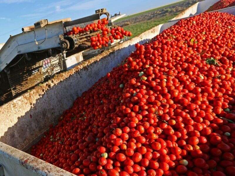 Al via la campagna di trasformazione del pomodoro da industria